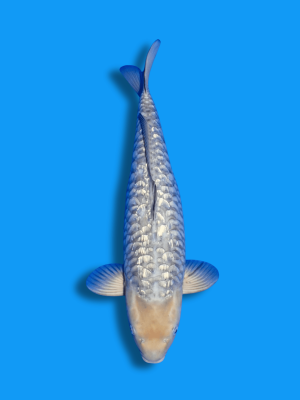 Big Scale Ginrin Soragoi | Koi&Co.